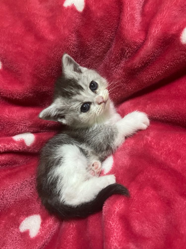 котята породы шиншилла