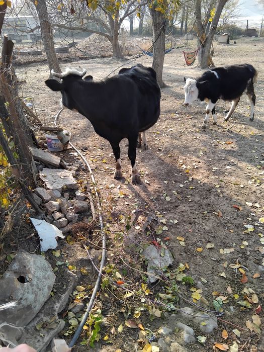 Буаз Сыир 7,8 жасар