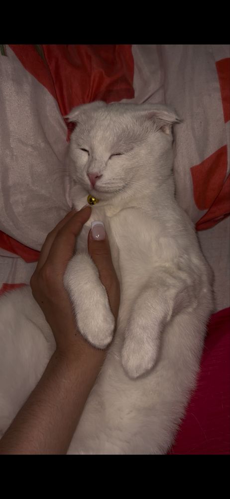 Скотиш Фолд мальчик