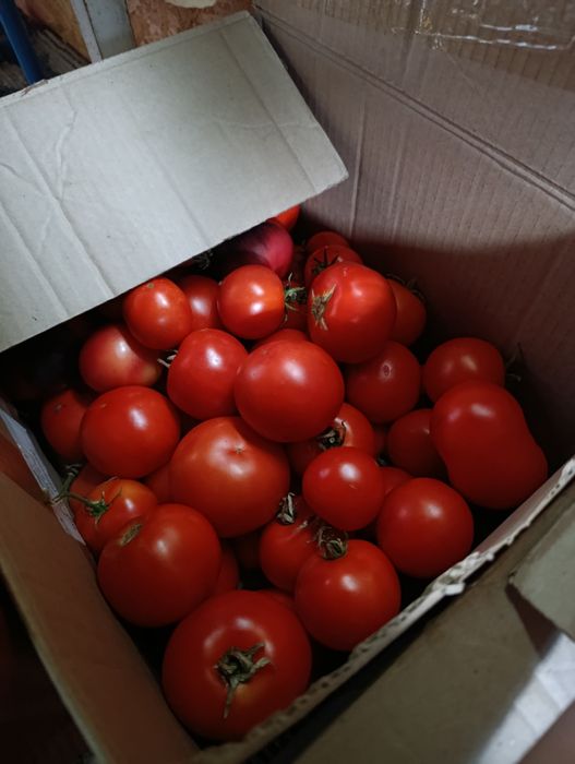 Продам домашние помидоры