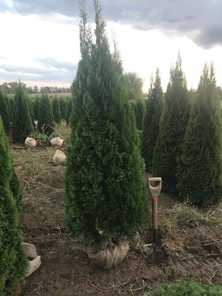 Vând tuia thuja smaragd talie mare 2 metri plus