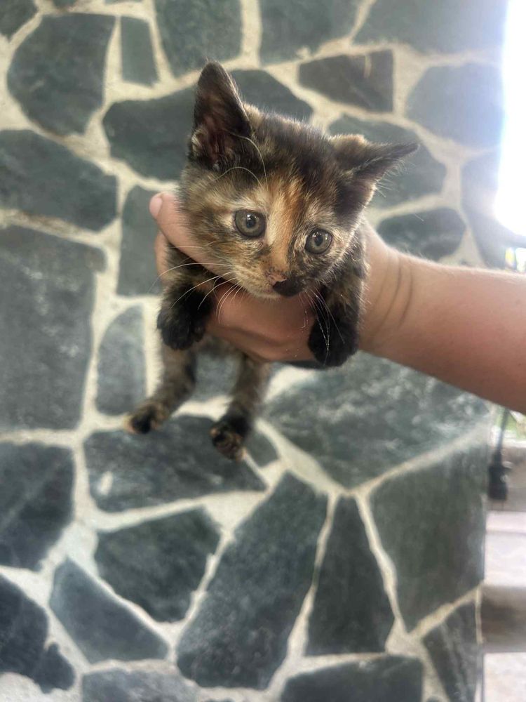 Подарявам котета