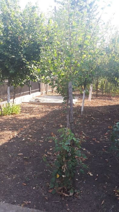 Vînd casă 5 Camere Comuna Botoroaga Sat Valea Cireșului Teleorman