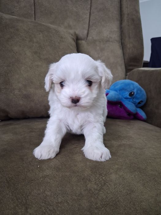 Bichon maltez mascul