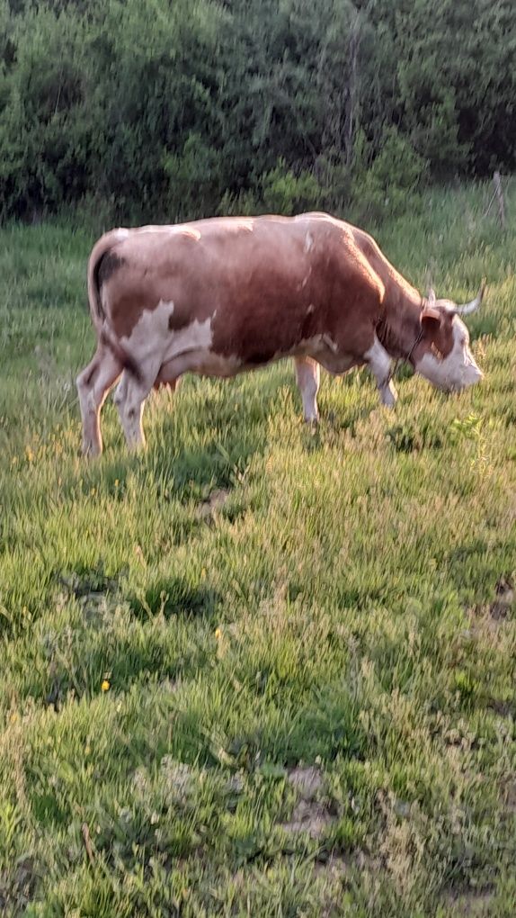 Două vaci gestante
