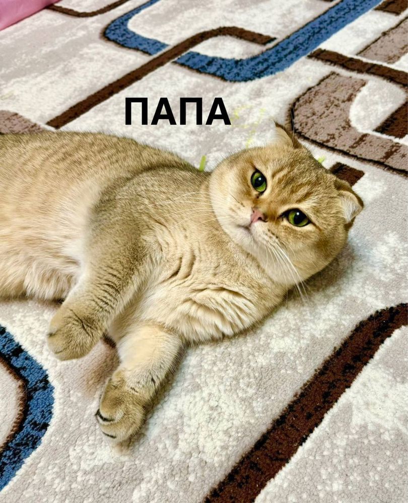Британская золотая шиншилла