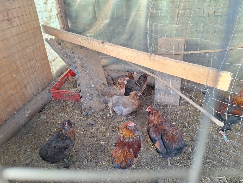 Oua pentru incubat Araucana. Austrolop  Marans .