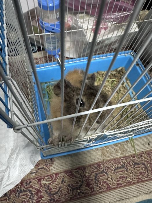 Морская свинка сотилади ,