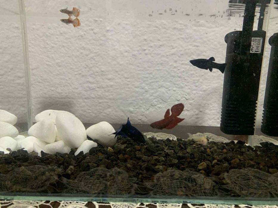 Vând pești motiv vreau să-mi iau alți