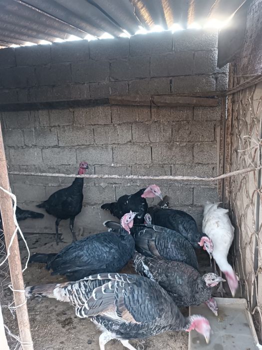 Ундык сатылады калада тур Еркек 10 шкутк 1 ургышы бар багасы 14 мын су