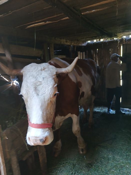 Vaca cu titel de vânzare!