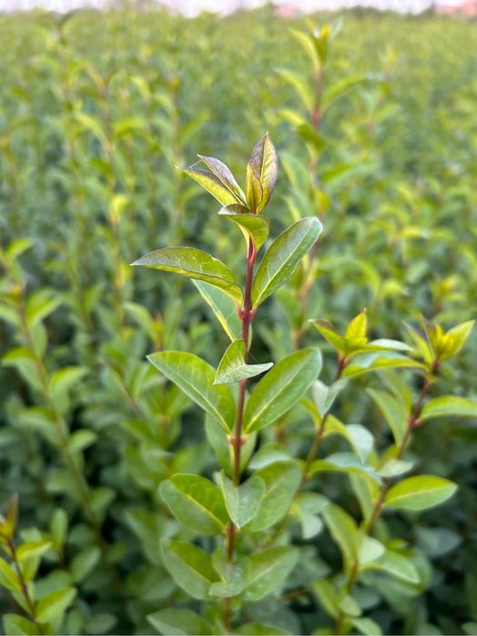 Gard viu - Lemn câinesc - Ligustrum Ovalifolium