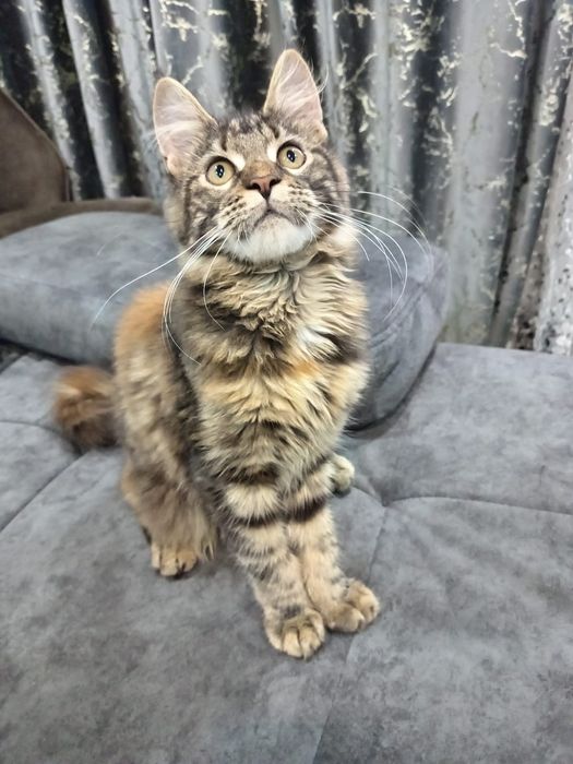 Продам котят мейн-куна!