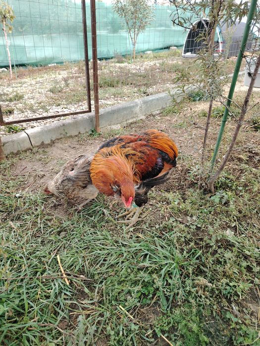 Cocosi Araucana sau 1+1