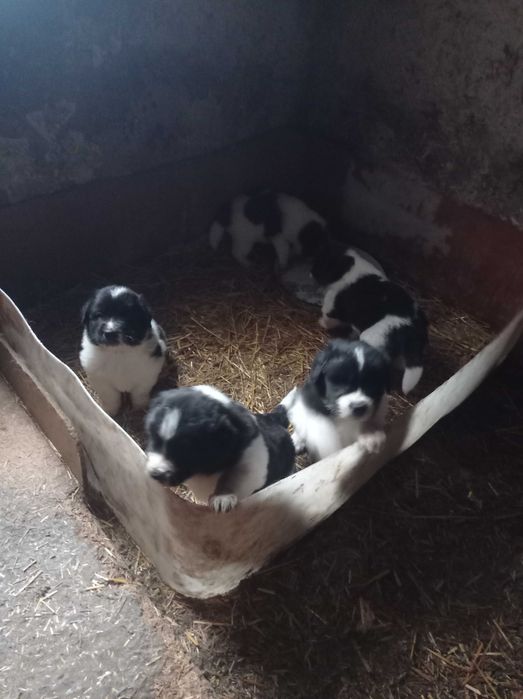 Свободни каракачанки