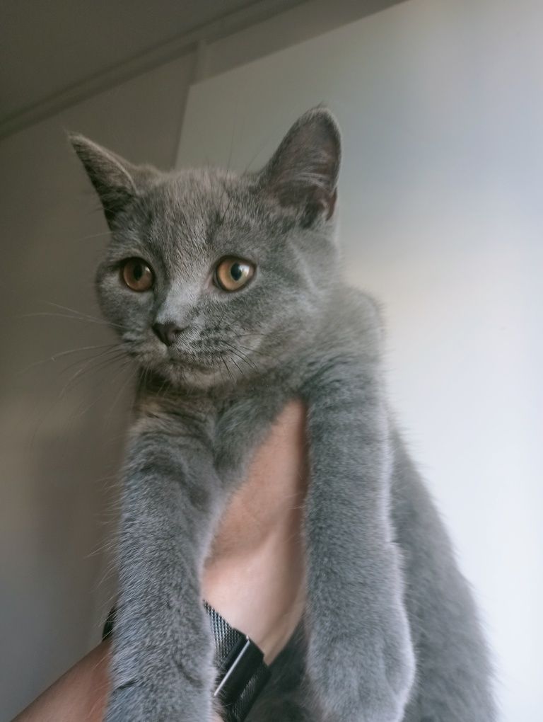 Pisoi British shorthair blue