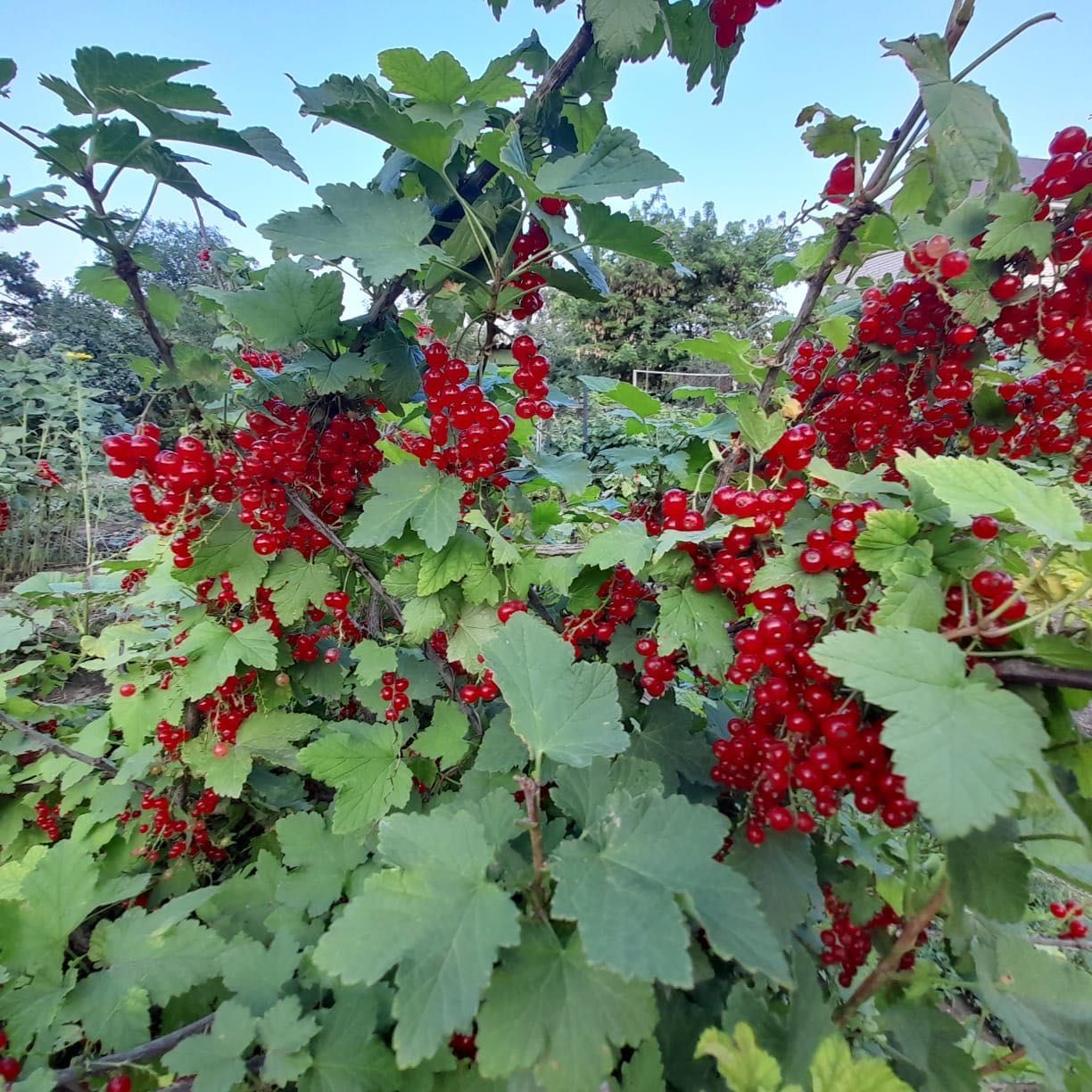 Продам красную смородину. Свежий урожай!