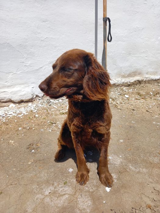 Продам собака охотник