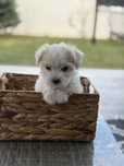 Bichon Maltez Băiețel 6 saptamani