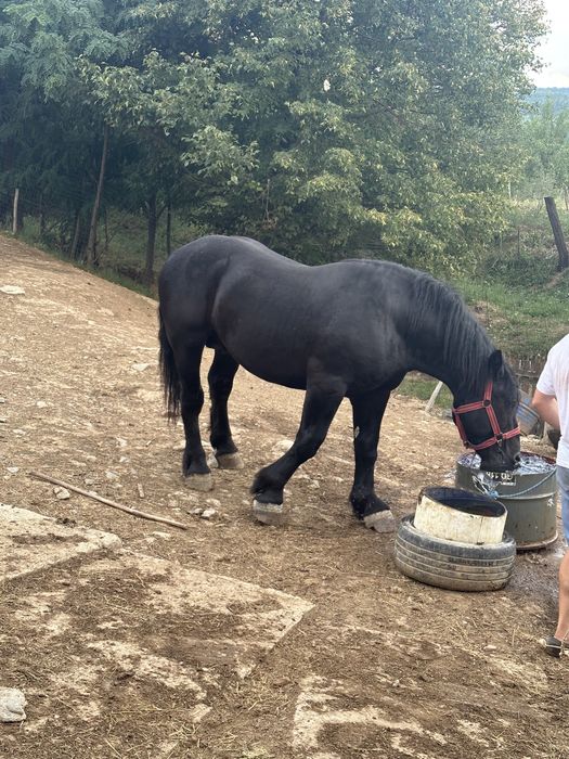 Armasar de vanzare