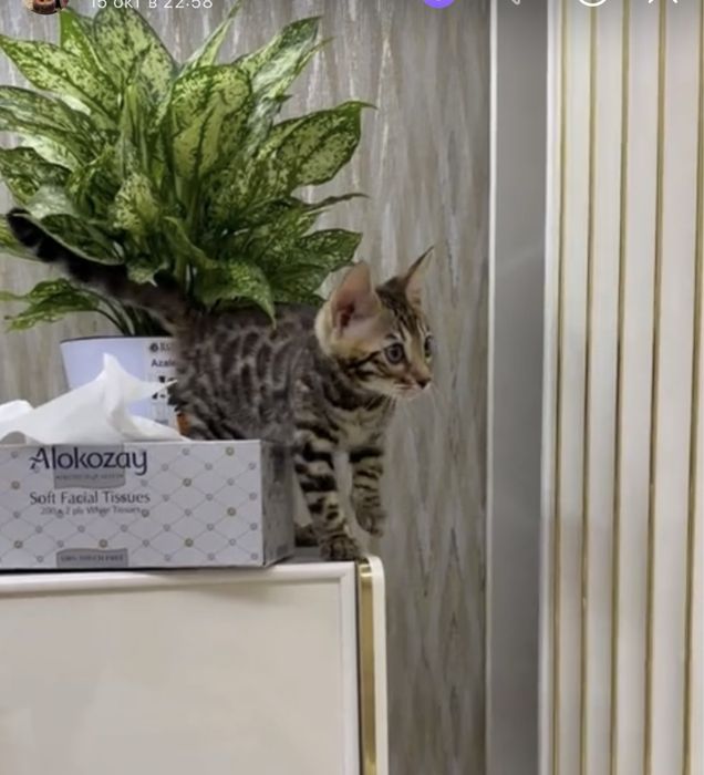 Бенгальский котик