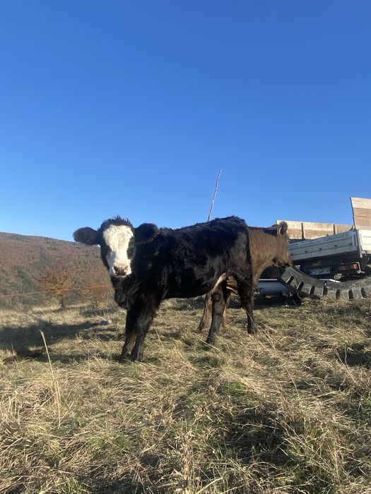 De vanzare doua junici