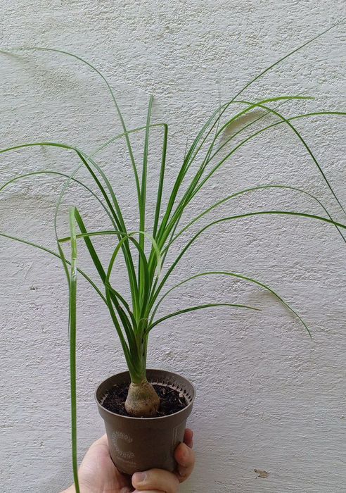 Нолины. Экзотическое растение с каудексом. Цветы для дома и офиса.