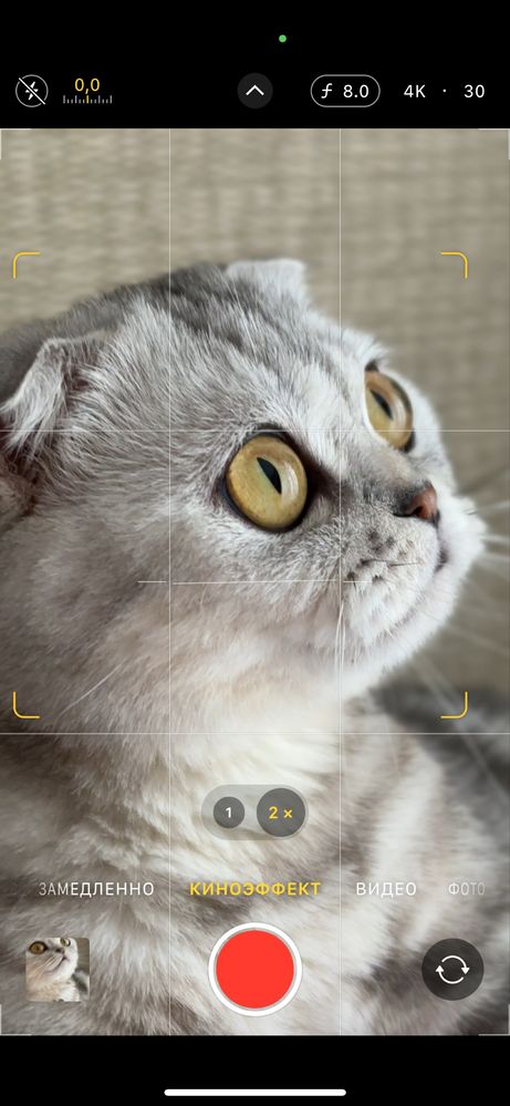 Шотланская вислоухая кошка