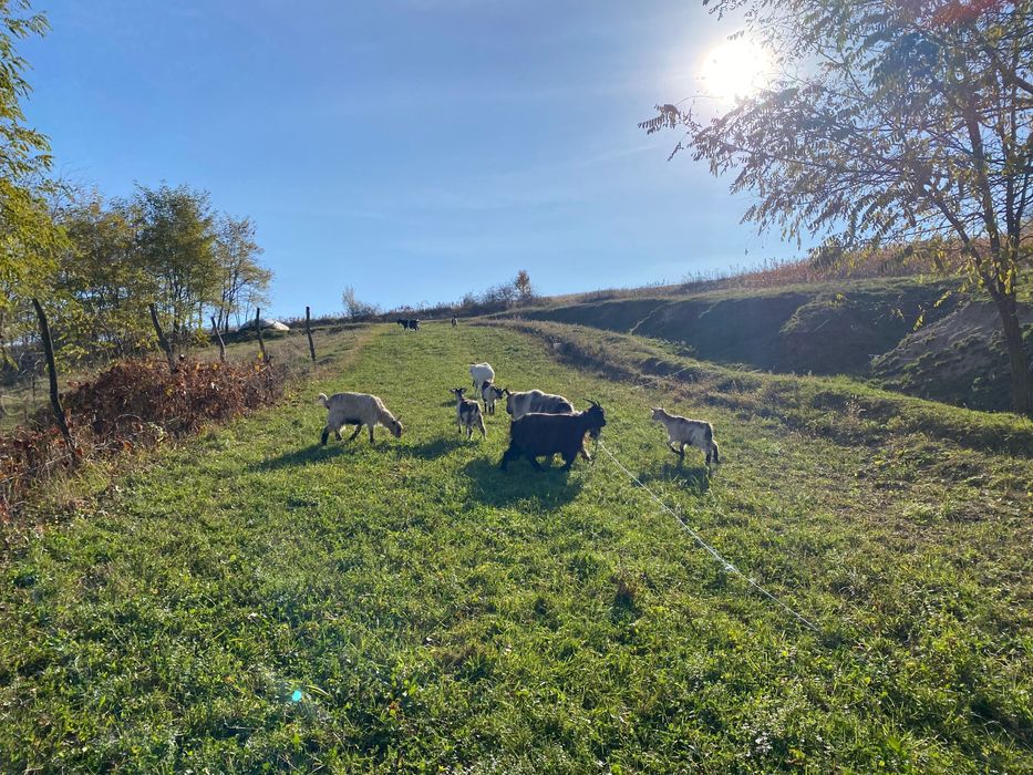 Capre, țap și ieduțe