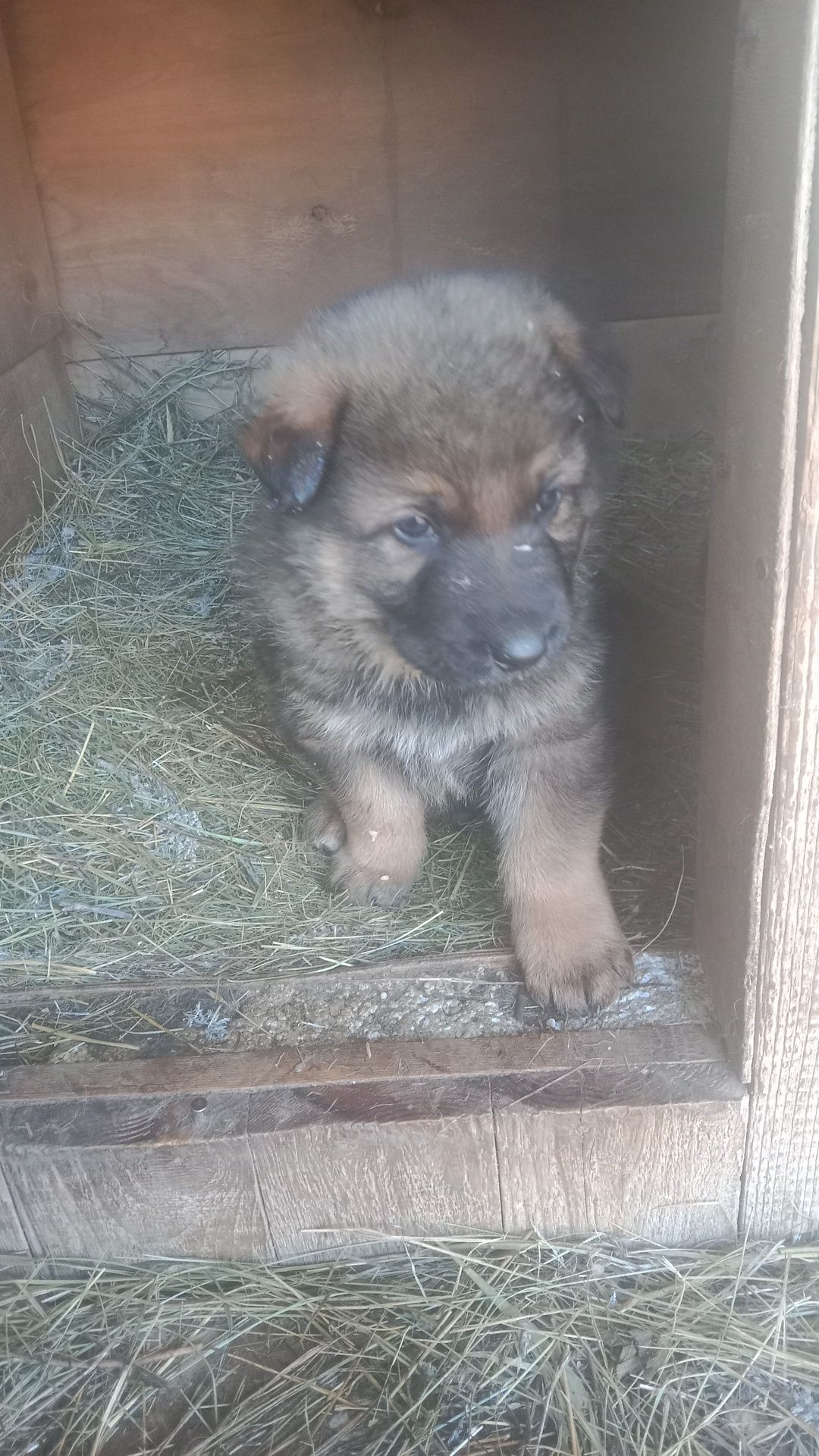 Продам щенков немецкой овчарки