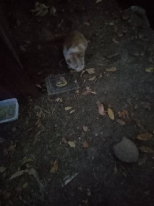 Отдам котёнка мальчика в добрые руки!