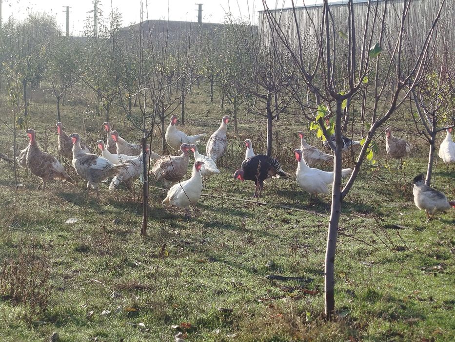 Curci și curcani de vânzare