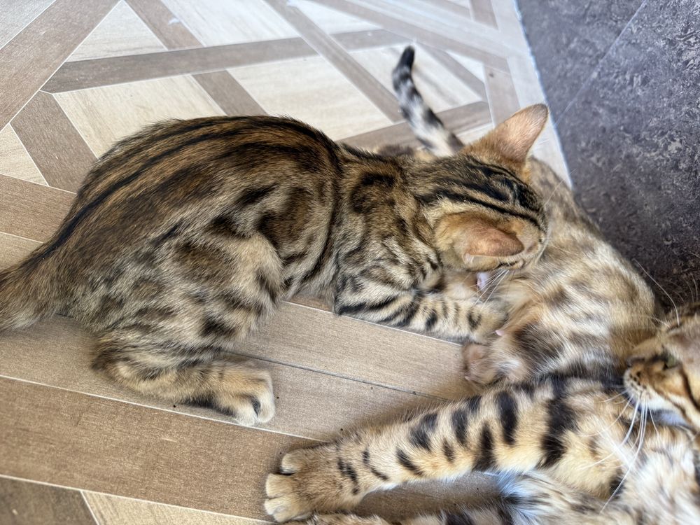 Чистакровый бенгальский кот