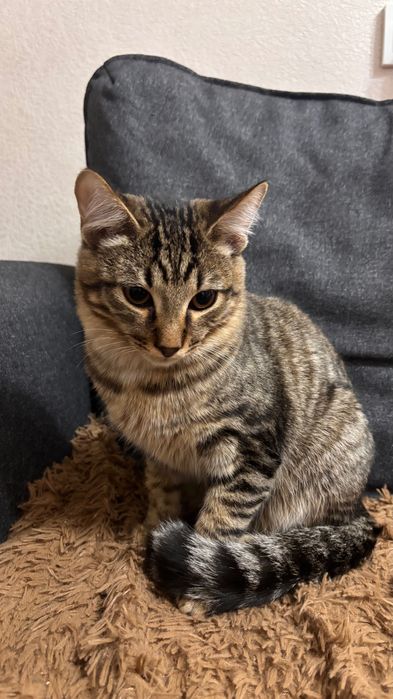 Кот - подросток ищет дом