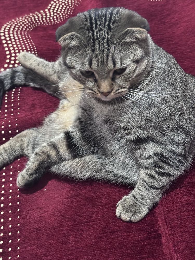 Домашний вислоухий кот