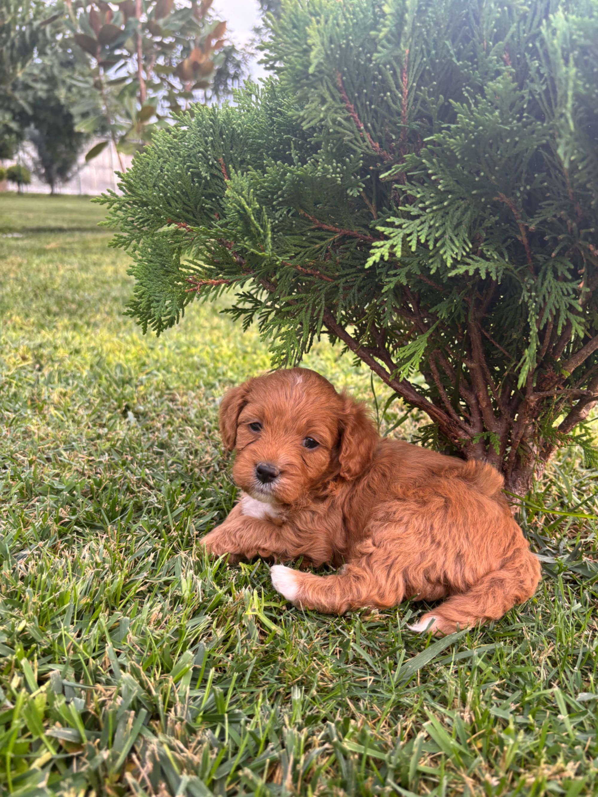 Кавапу & Cavapoo