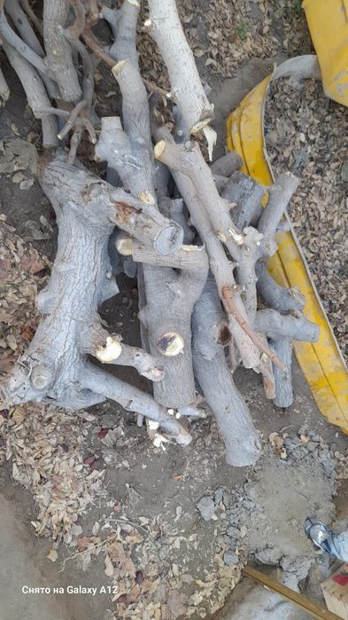 Продам дрова от тутовника.