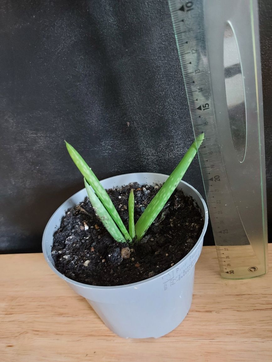 Aloe Vera Barbadensis Miller