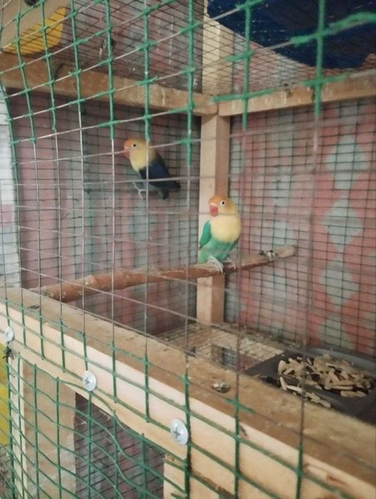 Nerazluchnik maska para sotiladi