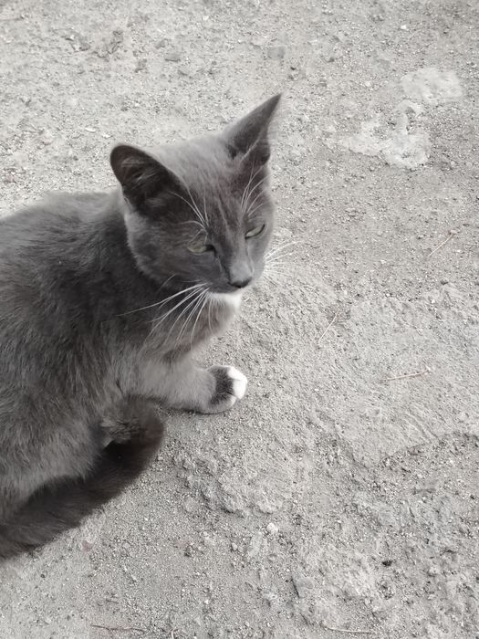 Молодой кот ищет дом