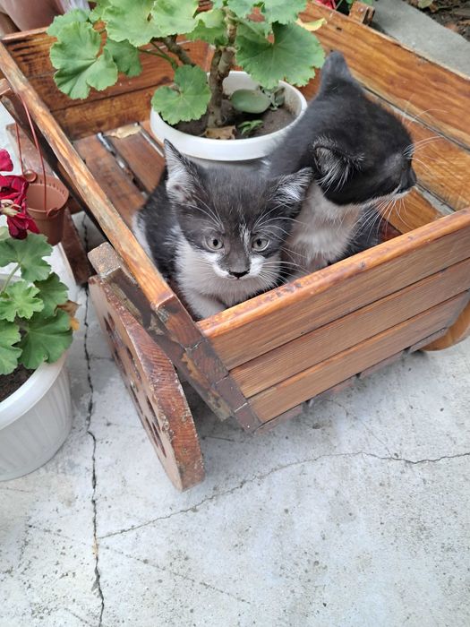 Подарявам 6 котета на грижовни стопани, гр. Елин Пелин