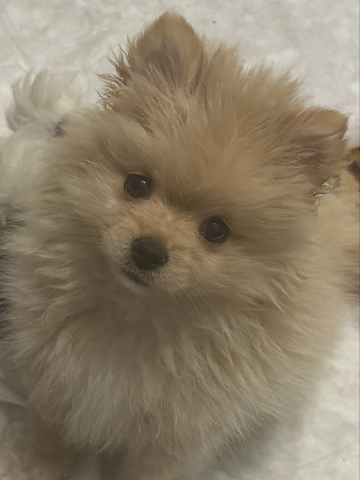 Продам щенка шпица