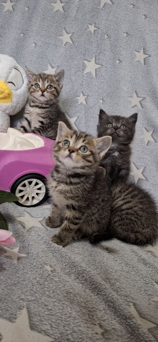 Шотландские вислоухие и прямоухие котята