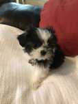 Pui shih-tzu talie mica