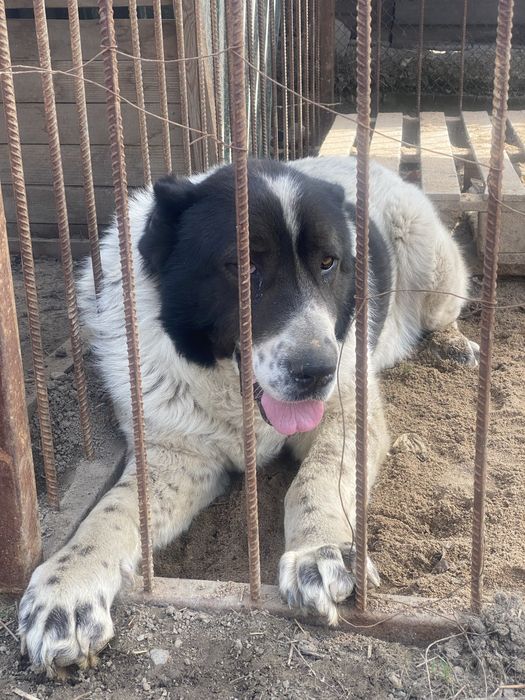 Ассалаумагалекум Алабай жаксы ит обмен