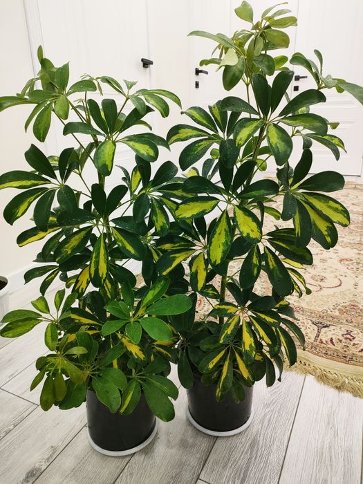 Красивые растения, доставка