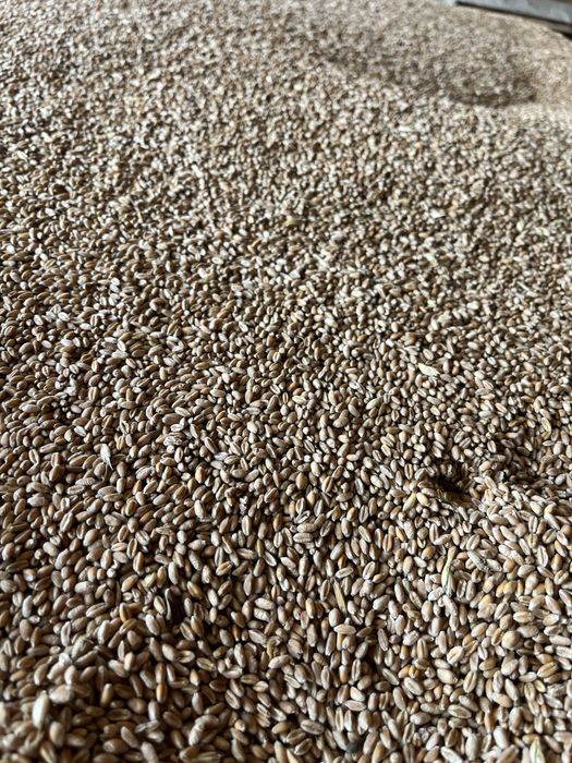 Vand grau calitate superioara 2025