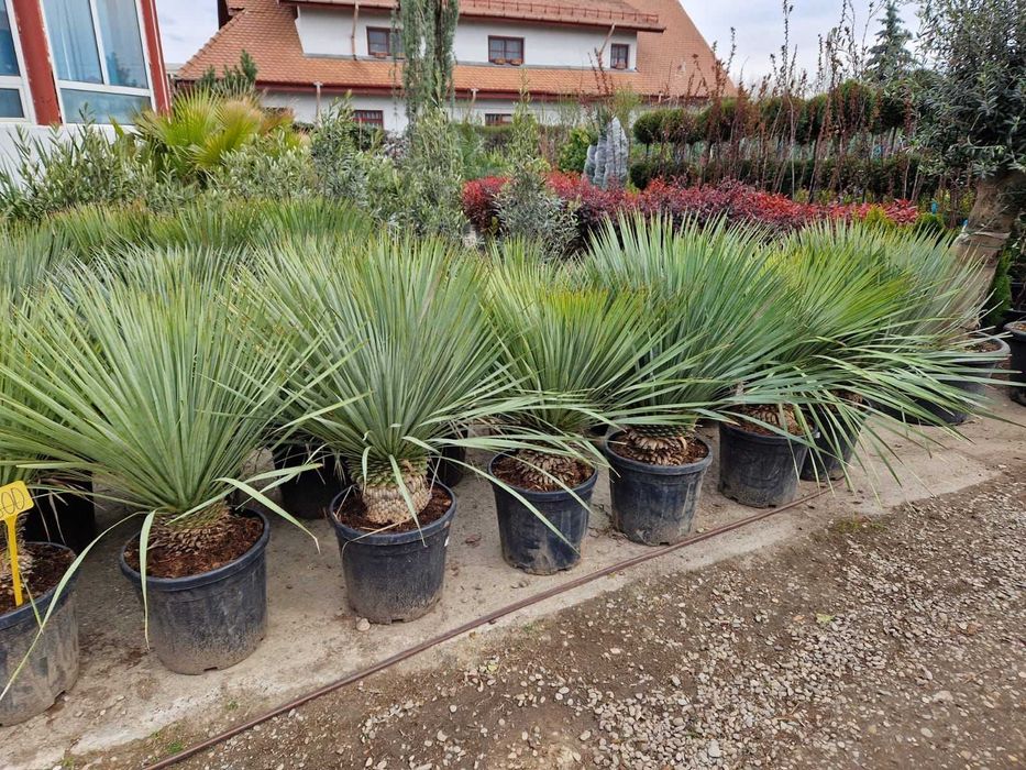 Plante ornamentale: transformă-ți grădina într-un colț de rai