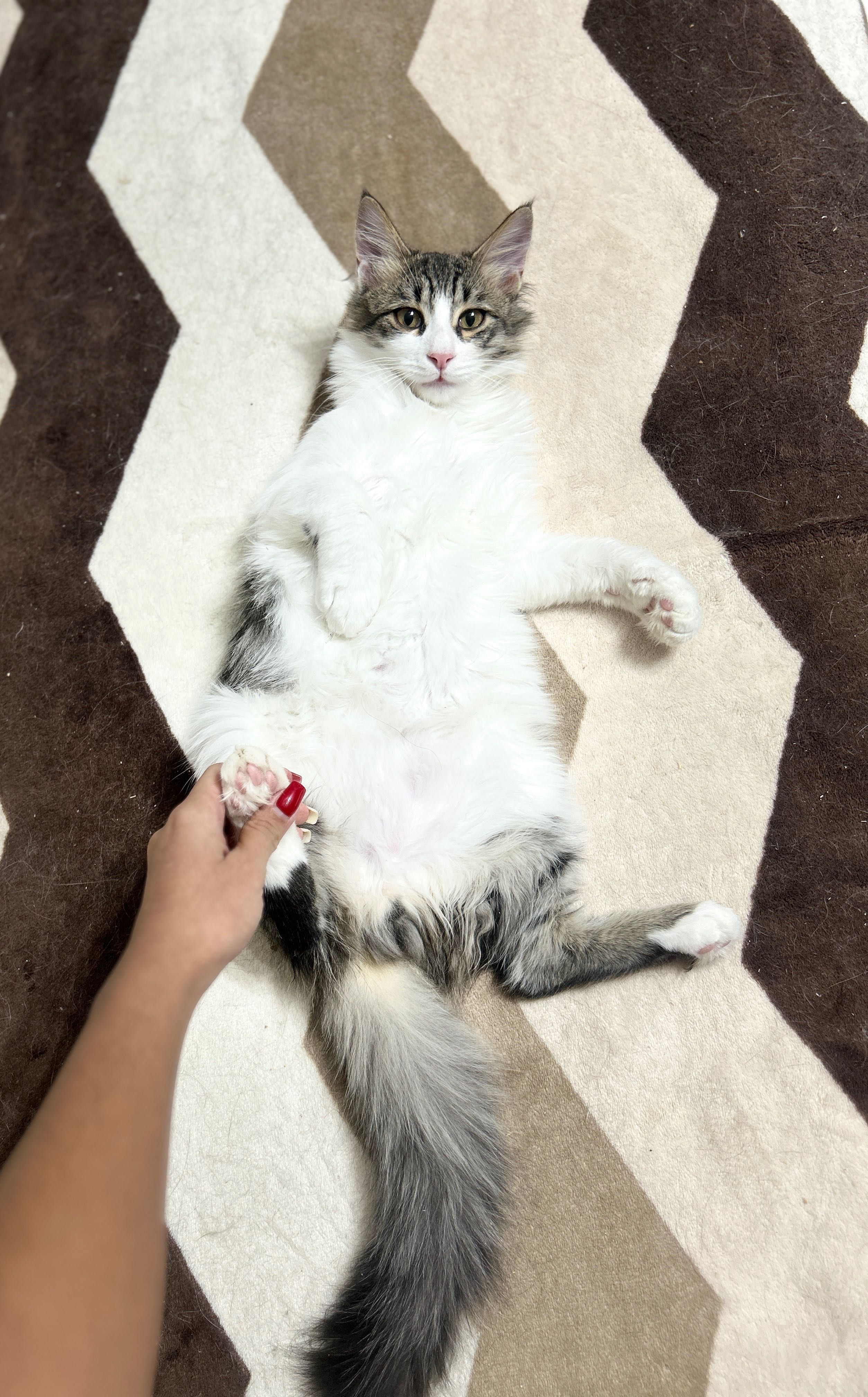 Отдаю котяток в добрые руки !