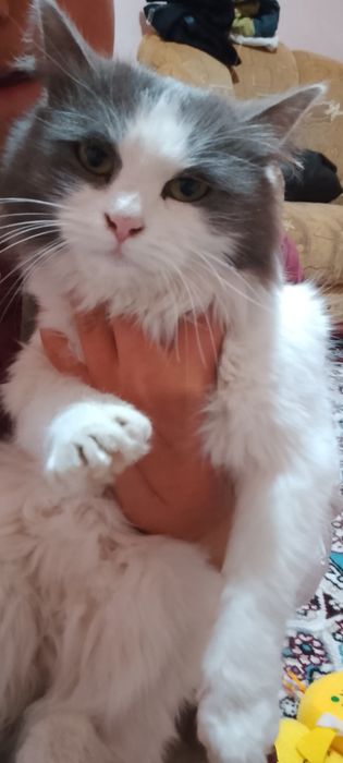 Mushuk zotli мейкун